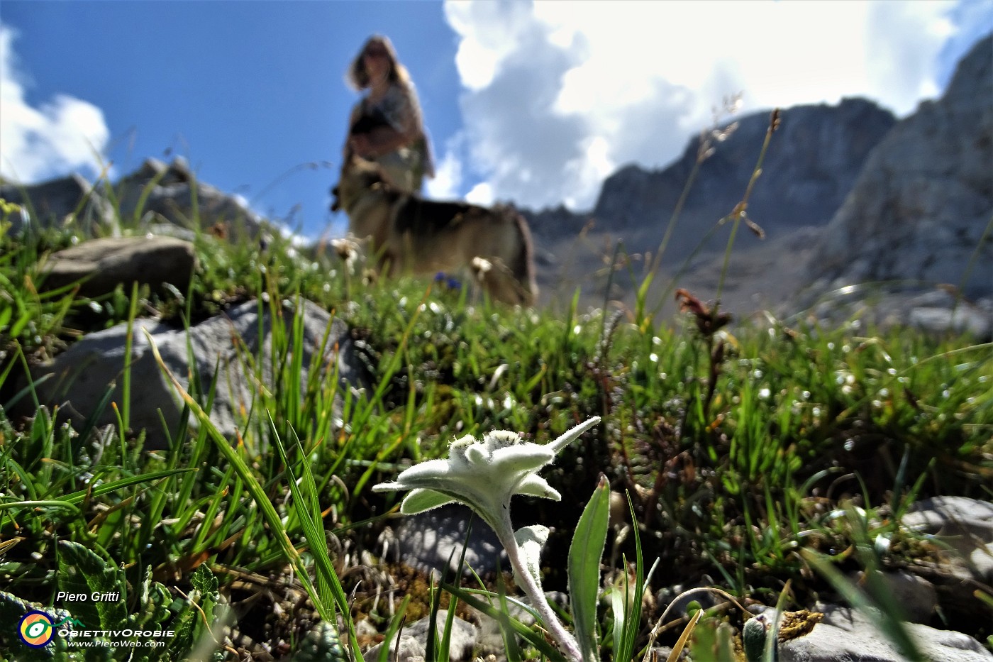 51 Stellle Alpine ( Leontopodium alpinum).JPG -                                